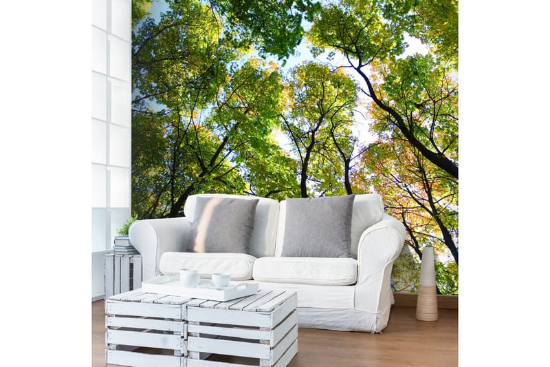 Fototapet Looking Up At The Trees 300x231, Artgeist sp. z o. o.