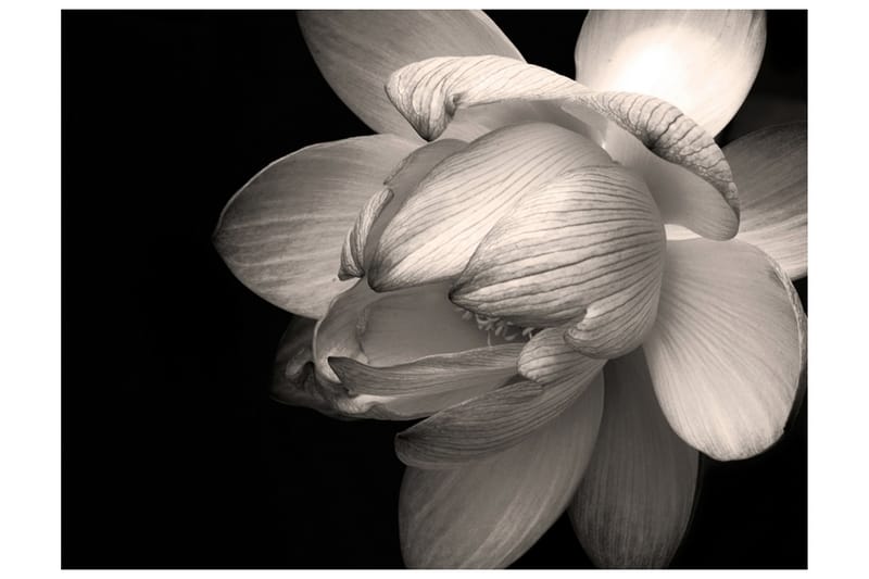 FOTOTAPET Lotus Flower 350x270 - Artgeist sp. z o. o. - Inredning & dekor - Väggdekor - Tapeter & tapettillbehör - Fototapeter