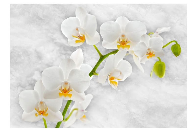 Fototapet Lyrical Orchid White 300x210 - Artgeist sp. z o. o. - Inredning & dekor - Väggdekor - Tapeter & tapettillbehör - Fototapeter