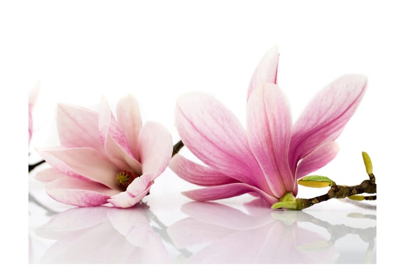 Fototapet Magnolia Blomma 250x193, Artgeist sp. z o. o.