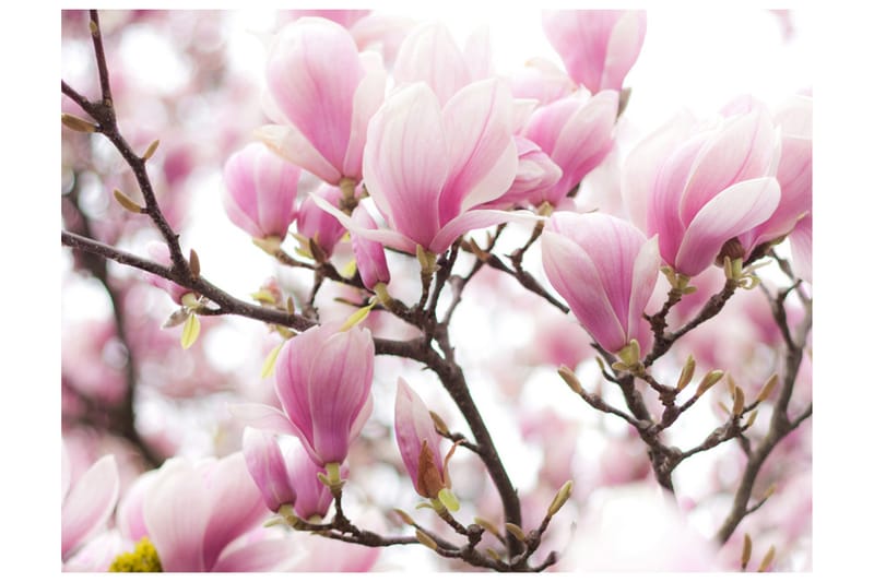 FOTOTAPET Magnolia Bloosom 300x231 - Artgeist sp. z o. o. - Inredning & dekor - Väggdekor - Tapeter & tapettillbehör - Fototapeter