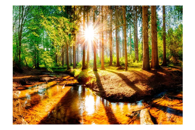 Fototapet Marvelous Forest 350x245 - Artgeist sp. z o. o. - Inredning & dekor - Väggdekor - Tapeter & tapettillbehör - Fototapeter