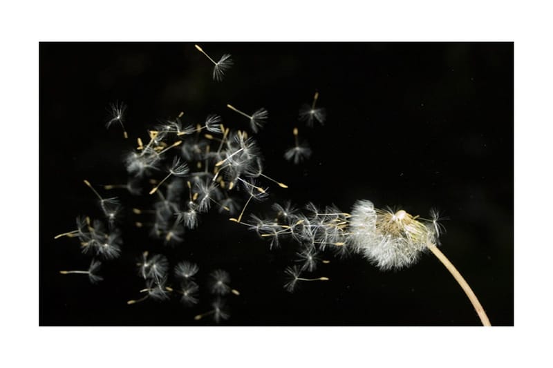 Fototapet Maskros Frön Transporteras Med Vinden 450x270 - Artgeist sp. z o. o. - Inredning & dekor - Väggdekor - Tapeter & tapettillbehör - Fototapeter