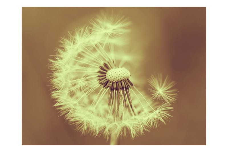 FOTOTAPET Maskros Sepia 300x231 - Artgeist sp. z o. o. - Inredning & dekor - Väggdekor - Tapeter & tapettillbehör - Fototapeter