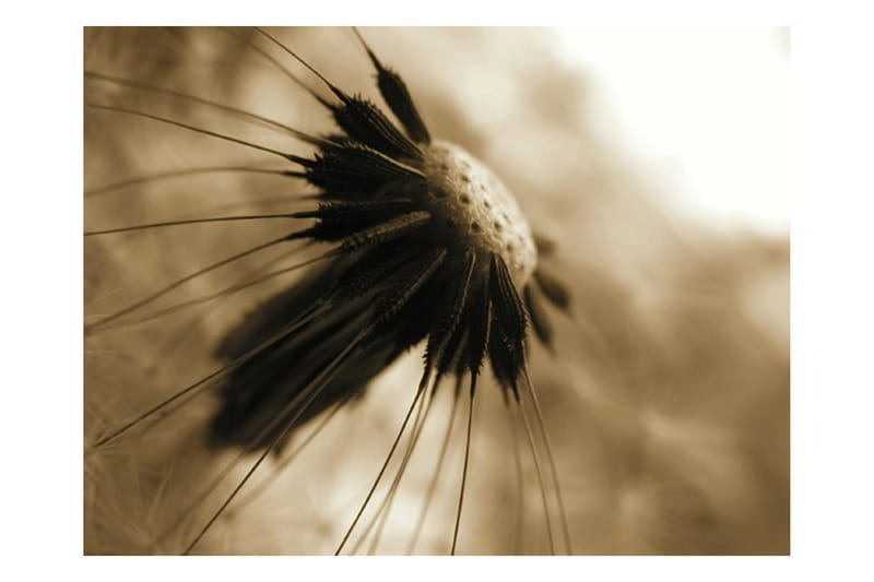 Fototapet Maskros Sepia 300x231 - Artgeist sp. z o. o. - Inredning & dekor - Väggdekor - Tapeter & tapettillbehör - Fototapeter
