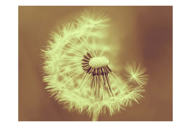 Fototapet Maskros Sepia 300x231 - Artgeist sp. z o. o. - Inredning & dekor - Väggdekor - Tapeter & tapettillbehör - Fototapeter