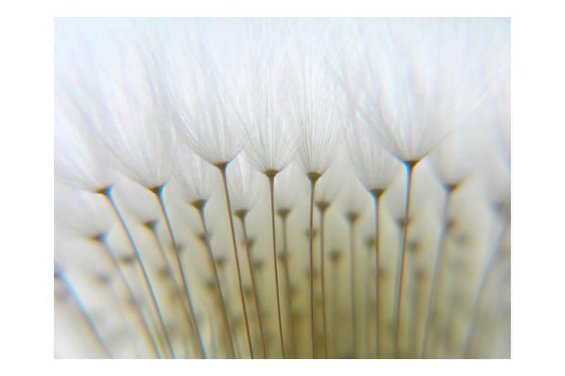 Fototapet Maskros Skog 300x231 - Artgeist sp. z o. o. - Inredning & dekor - Väggdekor - Tapeter & tapettillbehör - Fototapeter