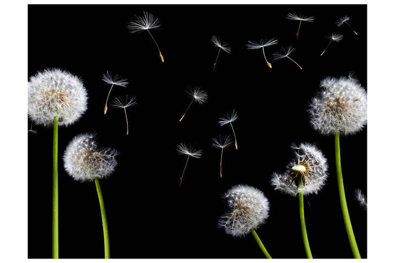 Fototapet Maskrosor Vinden 200x154, Artgeist sp. z o. o.