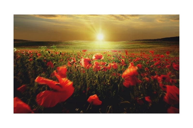 Fototapet Morgon På Vallmo Äng 450x270 - Artgeist sp. z o. o. - Inredning & dekor - Väggdekor - Tapeter & tapettillbehör - Fototapeter