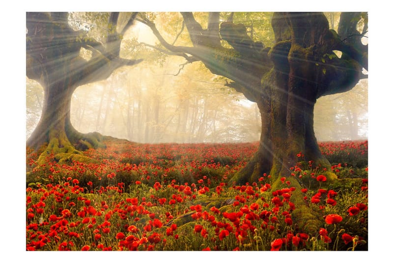 Fototapet Morning Among Poppies 100x70 - Artgeist sp. z o. o. - Inredning & dekor - Väggdekor - Tapeter & tapettillbehör - Fototapeter