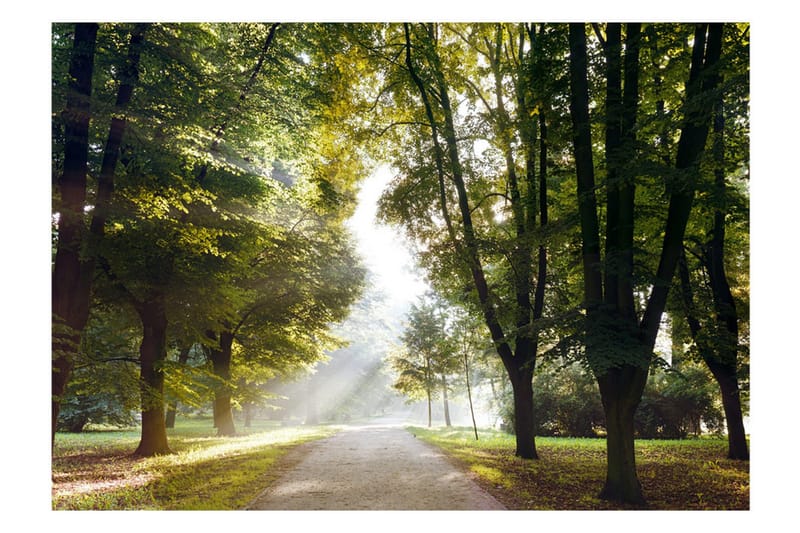 Fototapet Morning Walk 250x175 - Artgeist sp. z o. o. - Inredning & dekor - Väggdekor - Tapeter & tapettillbehör - Fototapeter