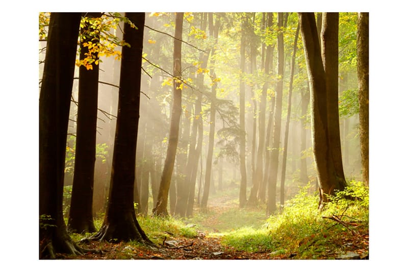 FOTOTAPET Mysterious Forest Path 300x231 - Artgeist sp. z o. o. - Inredning & dekor - Väggdekor - Tapeter & tapettillbehör - Fototapeter