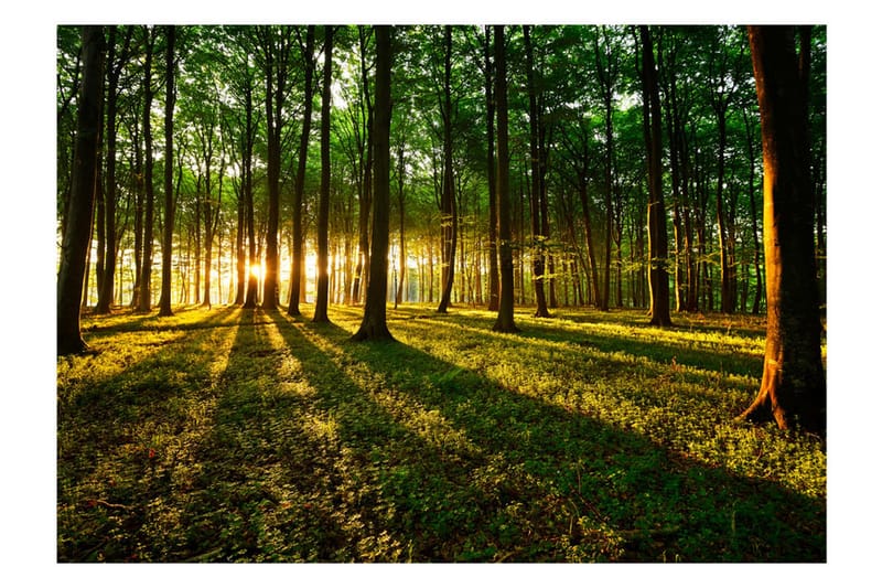 Fototapet Mystical Morning 150x105 - Artgeist sp. z o. o. - Inredning & dekor - Väggdekor - Tapeter & tapettillbehör - Fototapeter