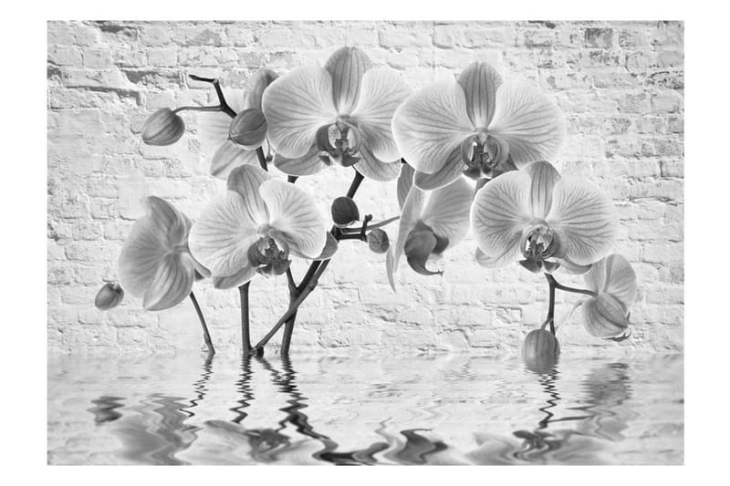 Fototapet Orchid In Shades Of Gray 250x175 - Artgeist sp. z o. o. - Inredning & dekor - Väggdekor - Tapeter & tapettillbehör - Fototapeter