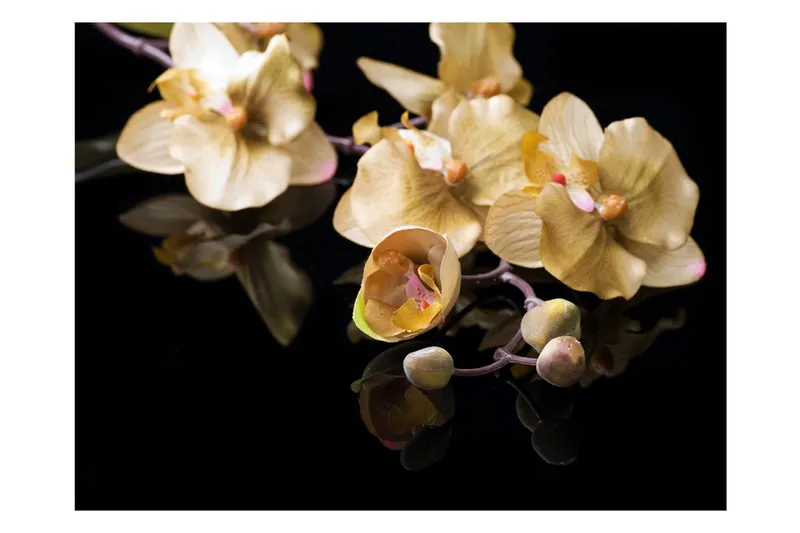 Fototapet Orchids In Ecru Color 400x309 - Artgeist sp. z o. o. - Inredning & dekor - Väggdekor - Tapeter & tapettillbehör - Fototapeter