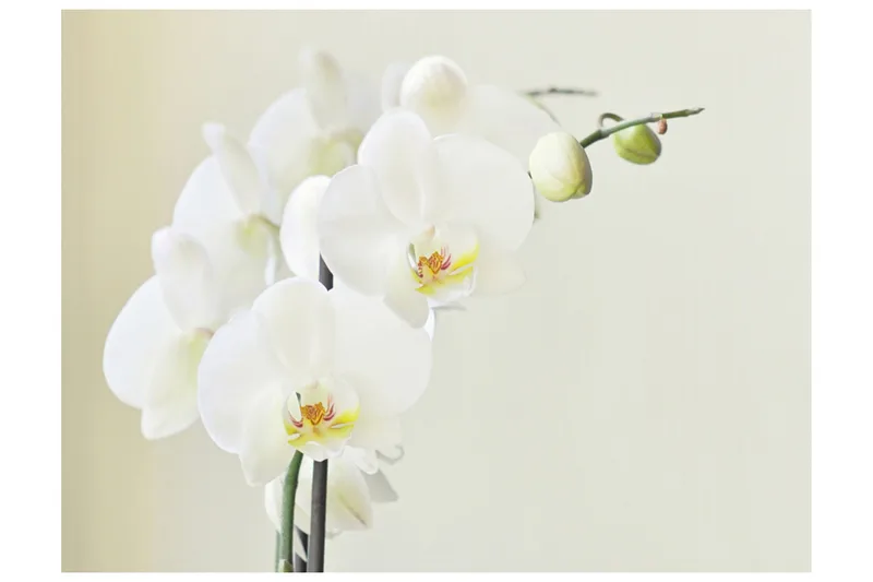 Fototapet Orchidwhite 200x154 - Artgeist sp. z o. o. - Inredning & dekor - Väggdekor - Tapeter & tapettillbehör - Fototapeter