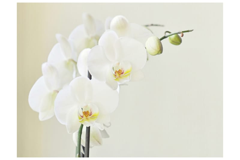 Fototapet Orchidwhite 250x193 - Artgeist sp. z o. o. - Inredning & dekor - Väggdekor - Tapeter & tapettillbehör - Fototapeter