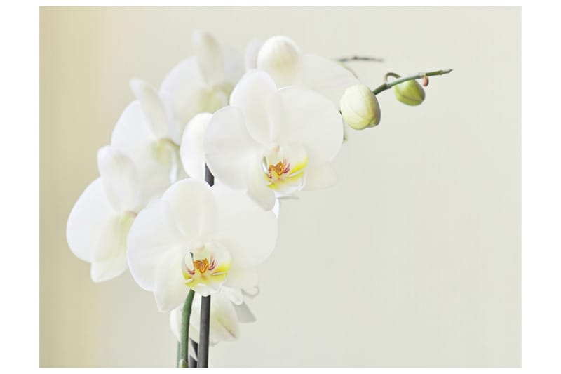 FOTOTAPET Orchidwhite 250x193 - Artgeist sp. z o. o. - Inredning & dekor - Väggdekor - Tapeter & tapettillbehör - Fototapeter