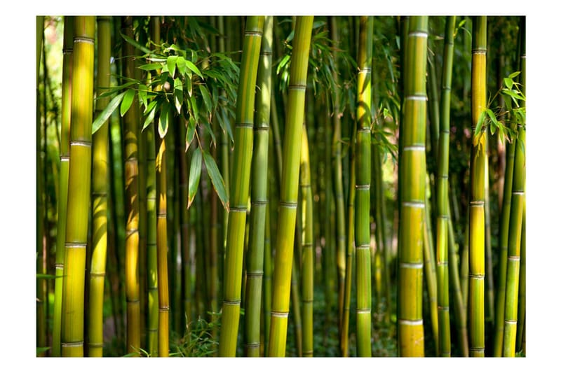 Fototapet Oriental Garden 400x280 - Artgeist sp. z o. o. - Inredning & dekor - Väggdekor - Tapeter & tapettillbehör - Fototapeter