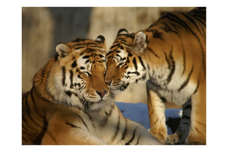 FOTOTAPET Ovillkorlig Kärlek 400x309 - Artgeist sp. z o. o. - Inredning & dekor - Väggdekor - Tapeter & tapettillbehör - Fototapeter