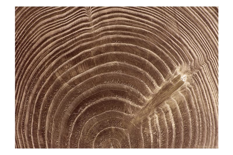 FOTOTAPET Raw Tree 150x105 - Artgeist sp. z o. o. - Inredning & dekor - Väggdekor - Tapeter & tapettillbehör - Fototapeter