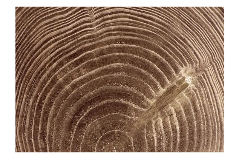 FOTOTAPET Raw Tree 300x210 - Artgeist sp. z o. o. - Inredning & dekor - Väggdekor - Tapeter & tapettillbehör - Fototapeter