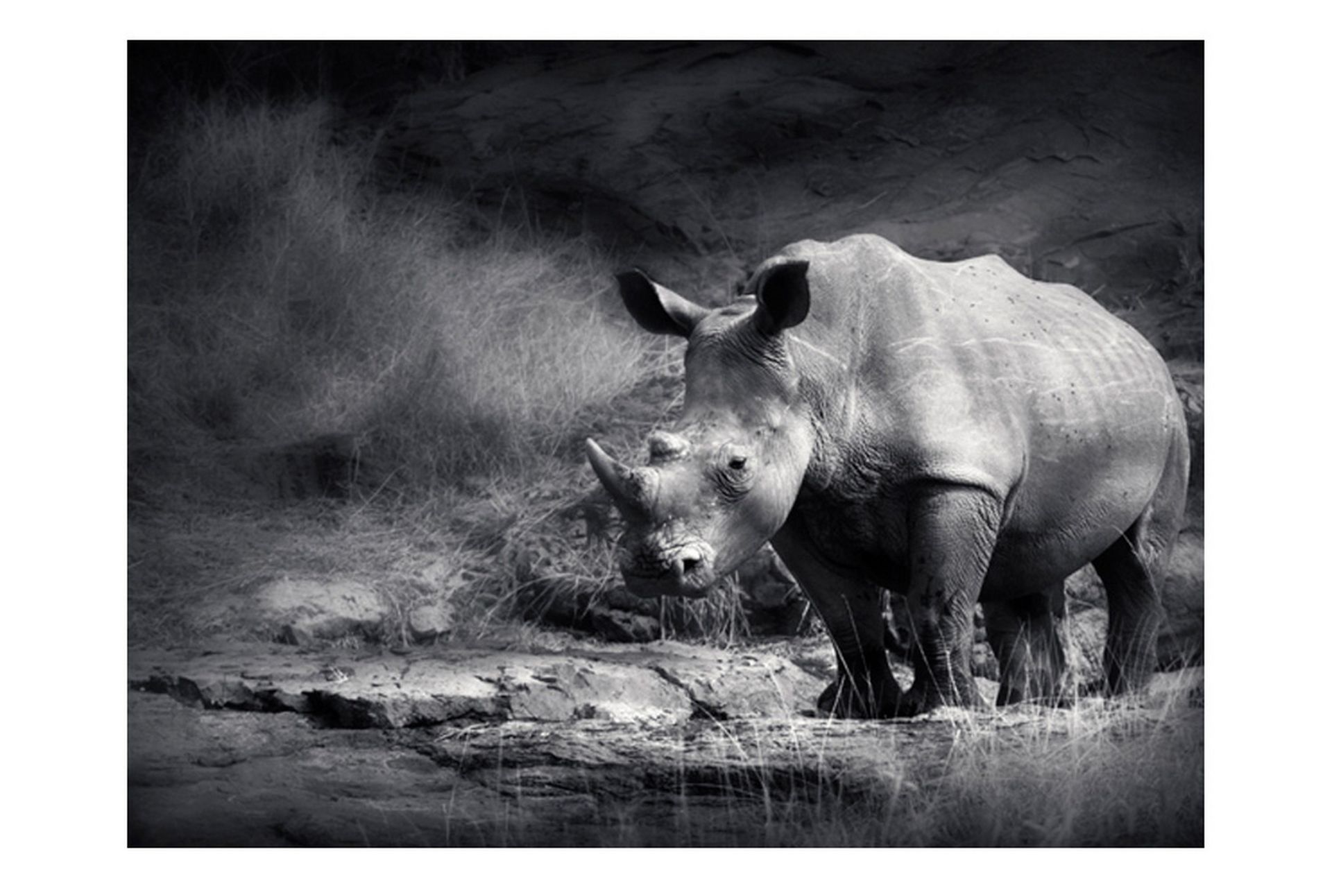 FOTOTAPET Rhino Lost In Dreams 200x154 - Artgeist sp. z o. o. - Inredning & dekor - Väggdekor - Tapeter & tapettillbehör - Fototapeter