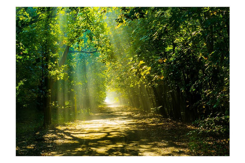 FOTOTAPET Road In Sunlight 200x140 - Artgeist sp. z o. o. - Inredning & dekor - Väggdekor - Tapeter & tapettillbehör - Fototapeter