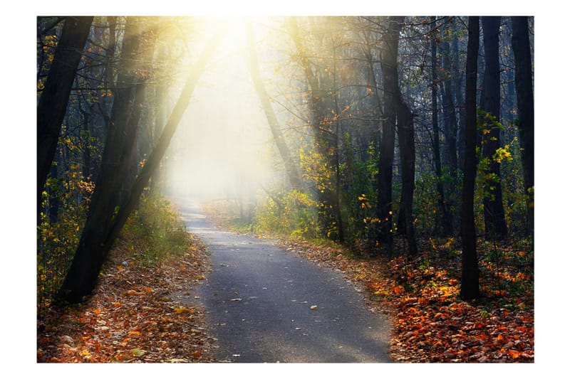 Fototapet Road Through The Forest 250x175 - Artgeist sp. z o. o. - Inredning & dekor - Väggdekor - Tapeter & tapettillbehör - Fototapeter
