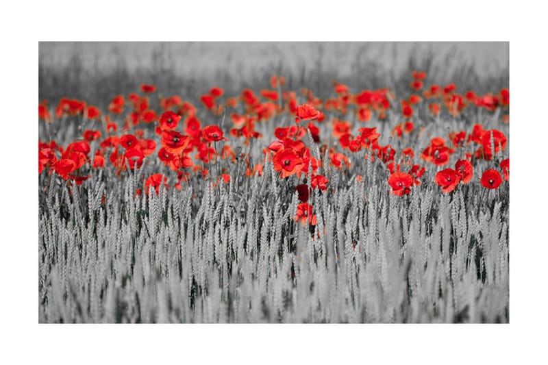 Fototapet Röd Vallmo På Svart Och Vit Bakgrund 450x270 - Artgeist sp. z o. o. - Inredning & dekor - Väggdekor - Tapeter & tapettillbehör - Fototapeter