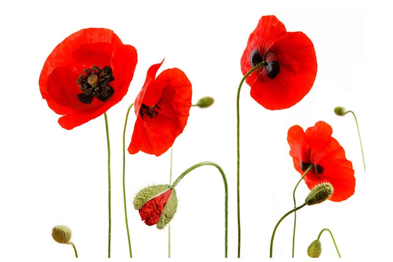 Fototapet Röda Vallmor Sommartid Reminiscens 350x270 - Artgeist sp. z o. o. - Inredning & dekor - Väggdekor - Tapeter & tapettillbehör - Fototapeter