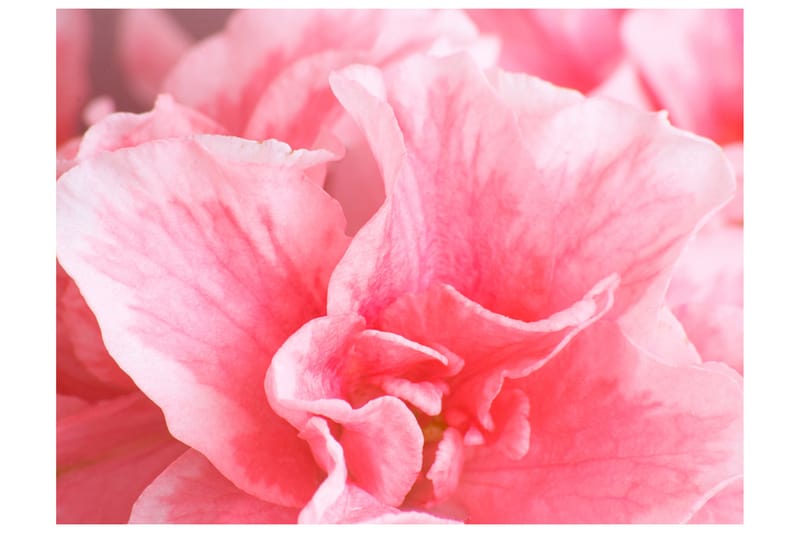 FOTOTAPET Rosa Azalea Blommor 400x309 - Artgeist sp. z o. o. - Inredning & dekor - Väggdekor - Tapeter & tapettillbehör - Fototapeter