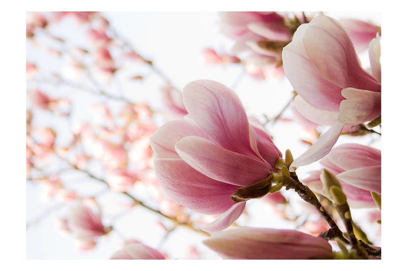 Fototapet Rosa Magnolia 200x154 - Artgeist sp. z o. o. - Inredning & dekor - Väggdekor - Tapeter & tapettillbehör - Fototapeter