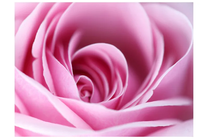 Fototapet Rosa Ros 250x193 - Artgeist sp. z o. o. - Inredning & dekor - Väggdekor - Tapeter & tapettillbehör - Fototapeter