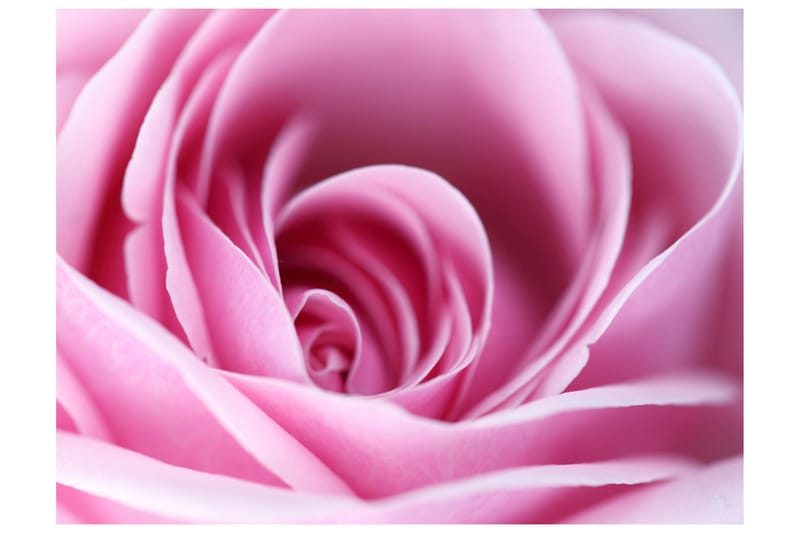 FOTOTAPET Rosa Ros 350x270 - Artgeist sp. z o. o. - Inredning & dekor - Väggdekor - Tapeter & tapettillbehör - Fototapeter