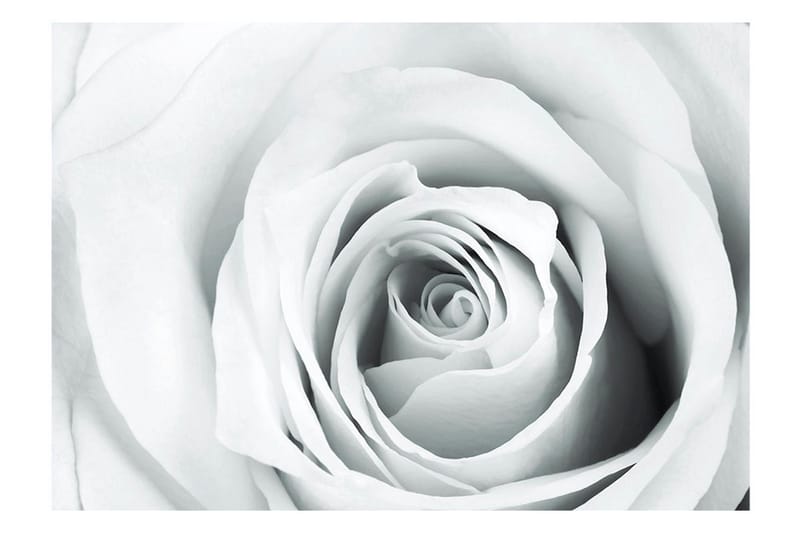 Fototapet Rose Charade 350x245 - Artgeist sp. z o. o. - Inredning & dekor - Väggdekor - Tapeter & tapettillbehör - Fototapeter