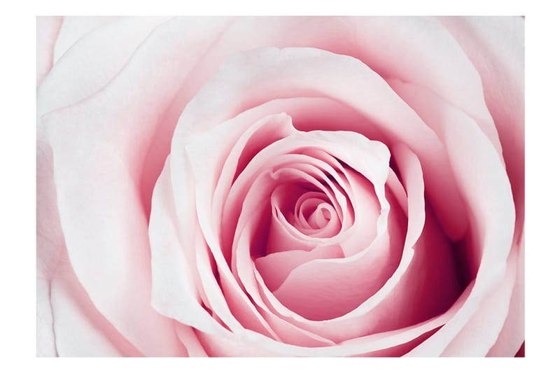 Fototapet Rose Maze 150x105 - Artgeist sp. z o. o. - Inredning & dekor - Väggdekor - Tapeter & tapettillbehör - Fototapeter