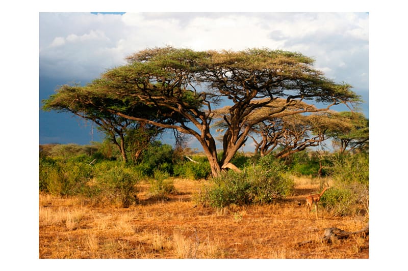 FOTOTAPET Samburu National Reserve Kenya 250x193 - Artgeist sp. z o. o. - Inredning & dekor - Väggdekor - Tapeter & tapettillbehör - Fototapeter