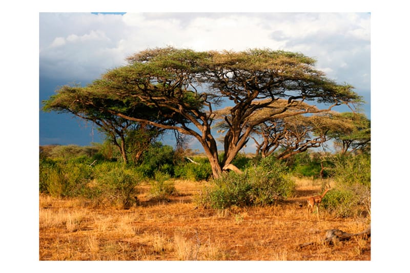 FOTOTAPET Samburu National Reserve Kenya 250x193 - Artgeist sp. z o. o. - Fototapeter