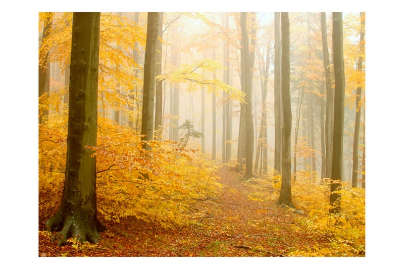FOTOTAPET Skog Höst 350x270 - Artgeist sp. z o. o. - Inredning & dekor - Väggdekor - Tapeter & tapettillbehör - Fototapeter
