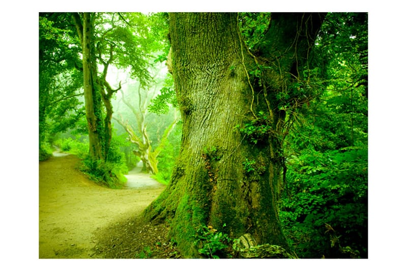 Fototapet Skog Vägen 300x231, Artgeist sp. z o. o.