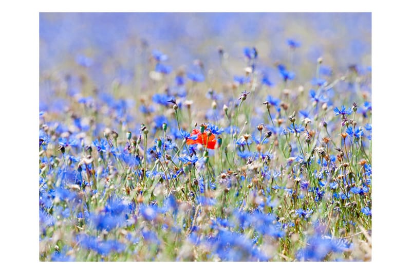 FOTOTAPET Sky-Colored Meadow Cornflowers 200x154 - Artgeist sp. z o. o. - Inredning & dekor - Väggdekor - Tapeter & tapettillbehör - Fototapeter