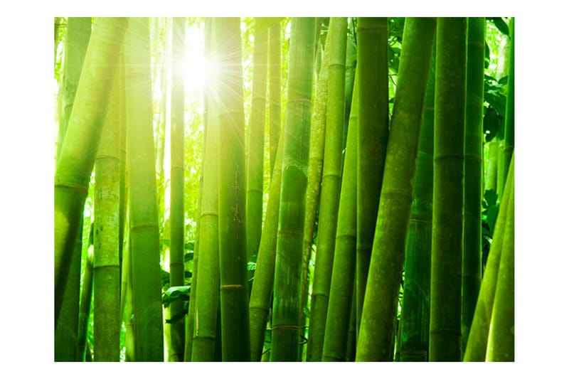 Fototapet Sol Och Bambu 400x309 - Artgeist sp. z o. o. - Inredning & dekor - Väggdekor - Tapeter & tapettillbehör - Fototapeter