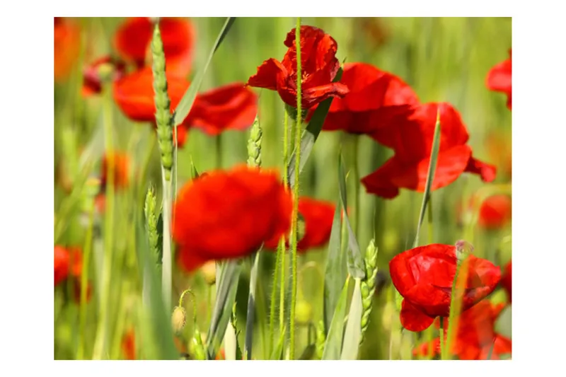 Fototapet Spannmål Fält Med Vallmo 200x154 - Artgeist sp. z o. o. - Inredning & dekor - Väggdekor - Tapeter & tapettillbehör - Fototapeter