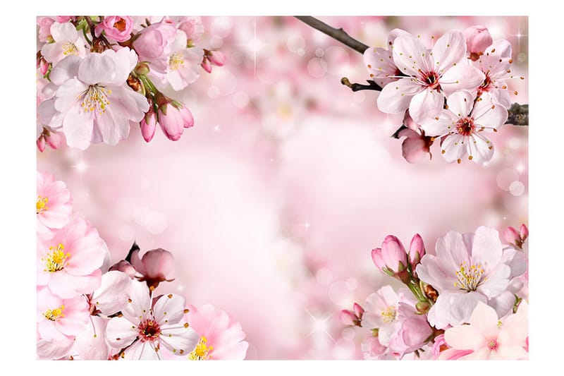 FOTOTAPET Spring Cherry Blossom 300x210 - Artgeist sp. z o. o. - Inredning & dekor - Väggdekor - Tapeter & tapettillbehör - Fototapeter
