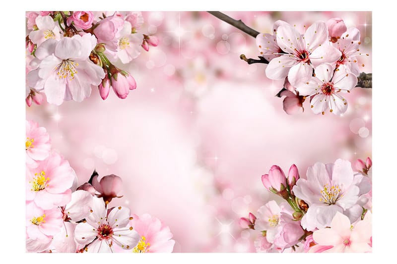 FOTOTAPET Spring Cherry Blossom 300x210 - Artgeist sp. z o. o. - Fototapeter