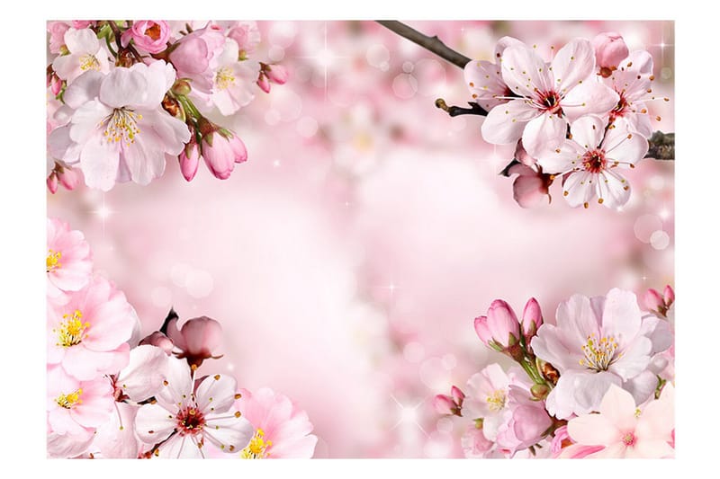 Fototapet Spring Cherry Blossom 300x210 - Artgeist sp. z o. o. - Inredning & dekor - Väggdekor - Tapeter & tapettillbehör - Fototapeter