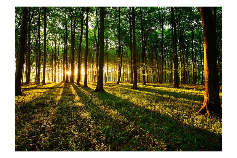 FOTOTAPET Spring Morning In The Forest 150x105 - Artgeist sp. z o. o. - Inredning & dekor - Väggdekor - Tapeter & tapettillbehör - Fototapeter