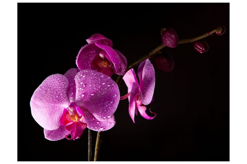 Fototapet Stylish Orchids 350x270 - Artgeist sp. z o. o. - Inredning & dekor - Väggdekor - Tapeter & tapettillbehör - Fototapeter
