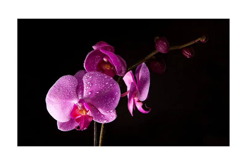 Fototapet Stylish Orchis 450x270 - Artgeist sp. z o. o. - Inredning & dekor - Väggdekor - Tapeter & tapettillbehör - Fototapeter